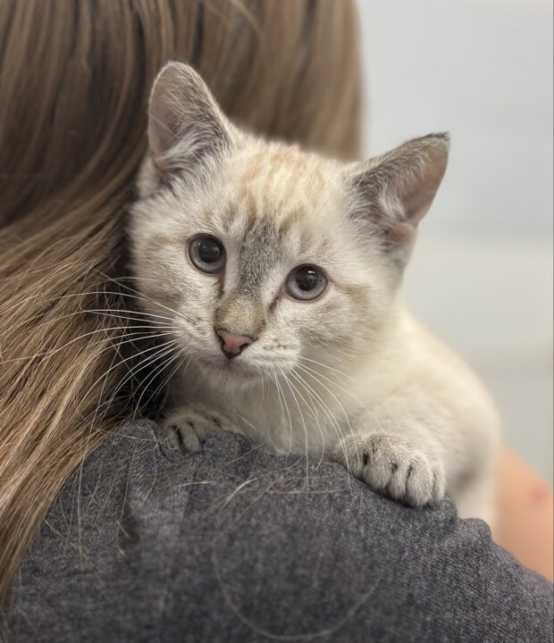 Picture of the Animal Listed