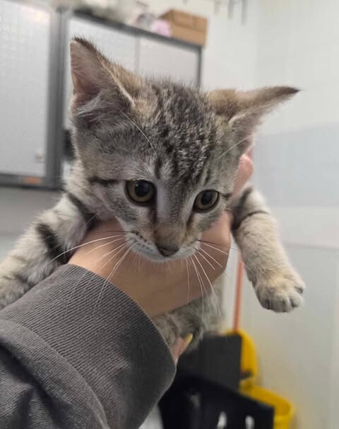 Picture of the Animal Listed