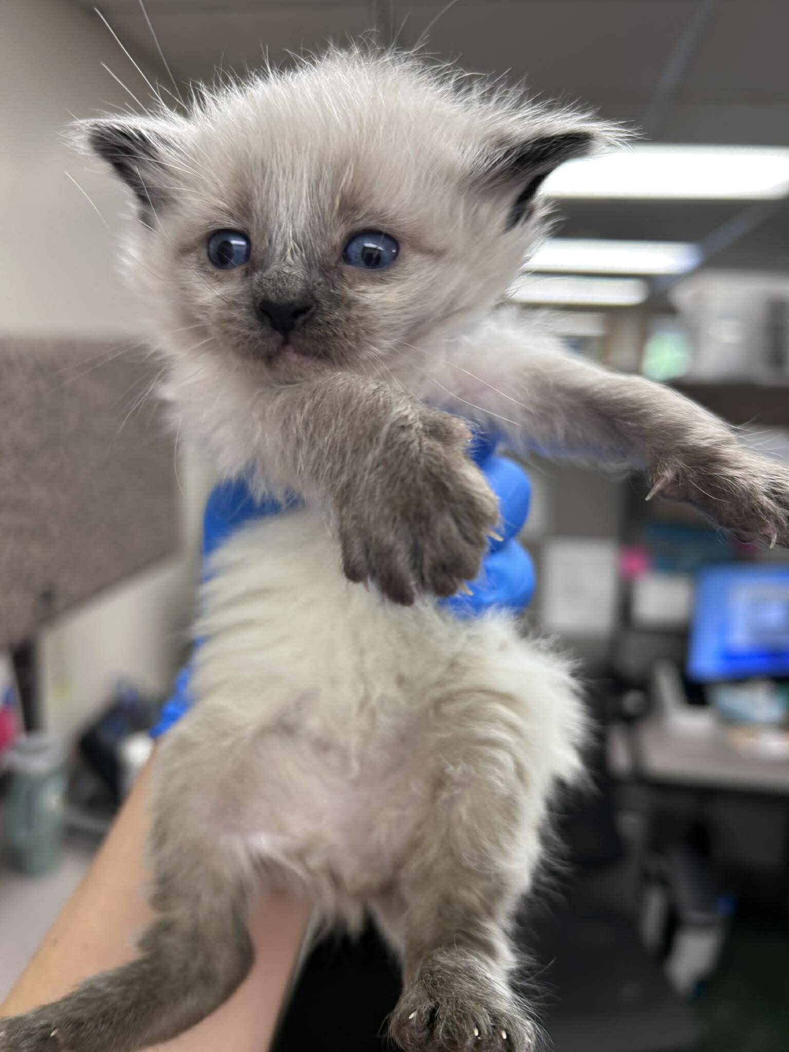 Picture of the Animal Listed