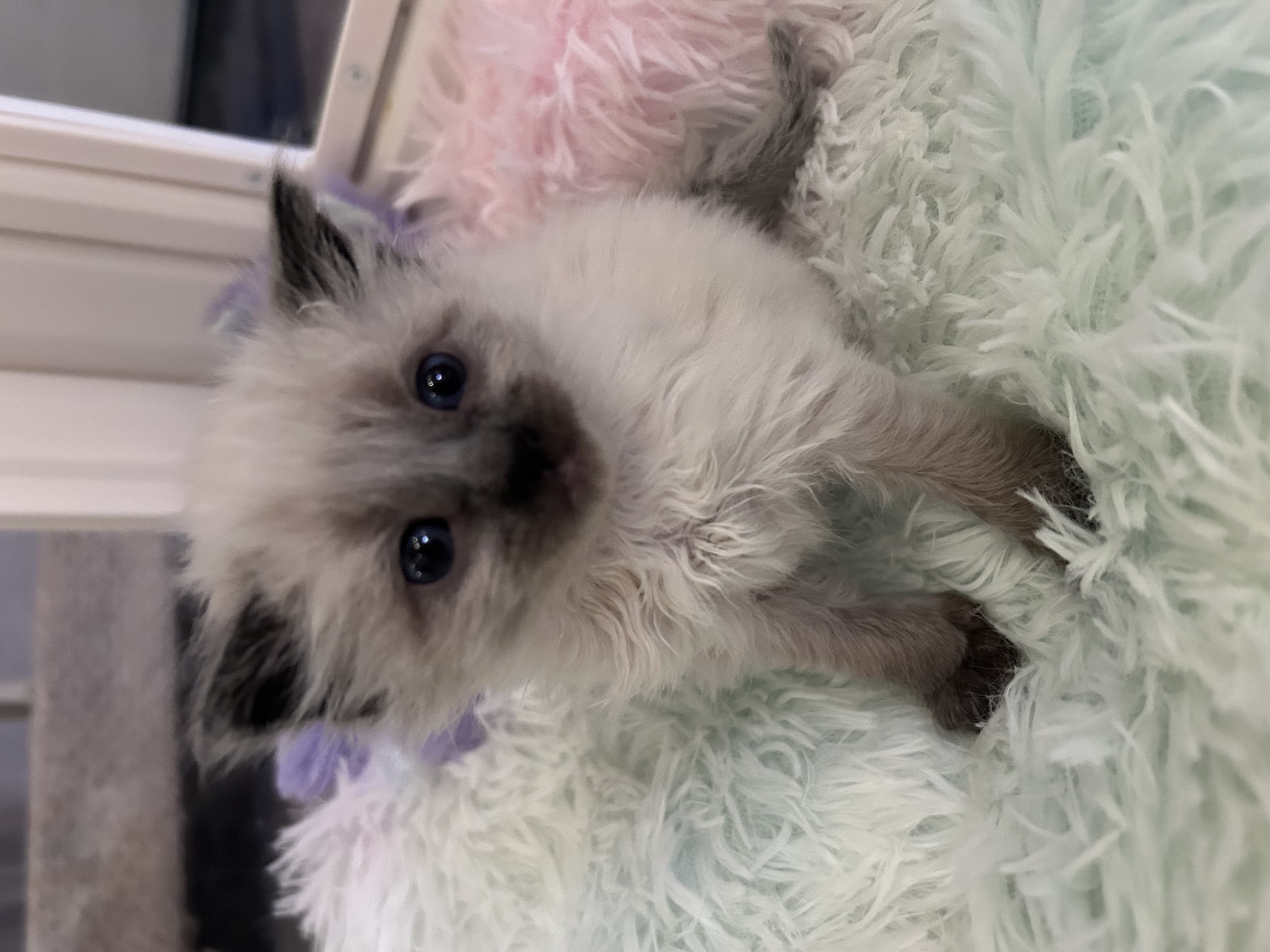 Picture of the Animal Listed