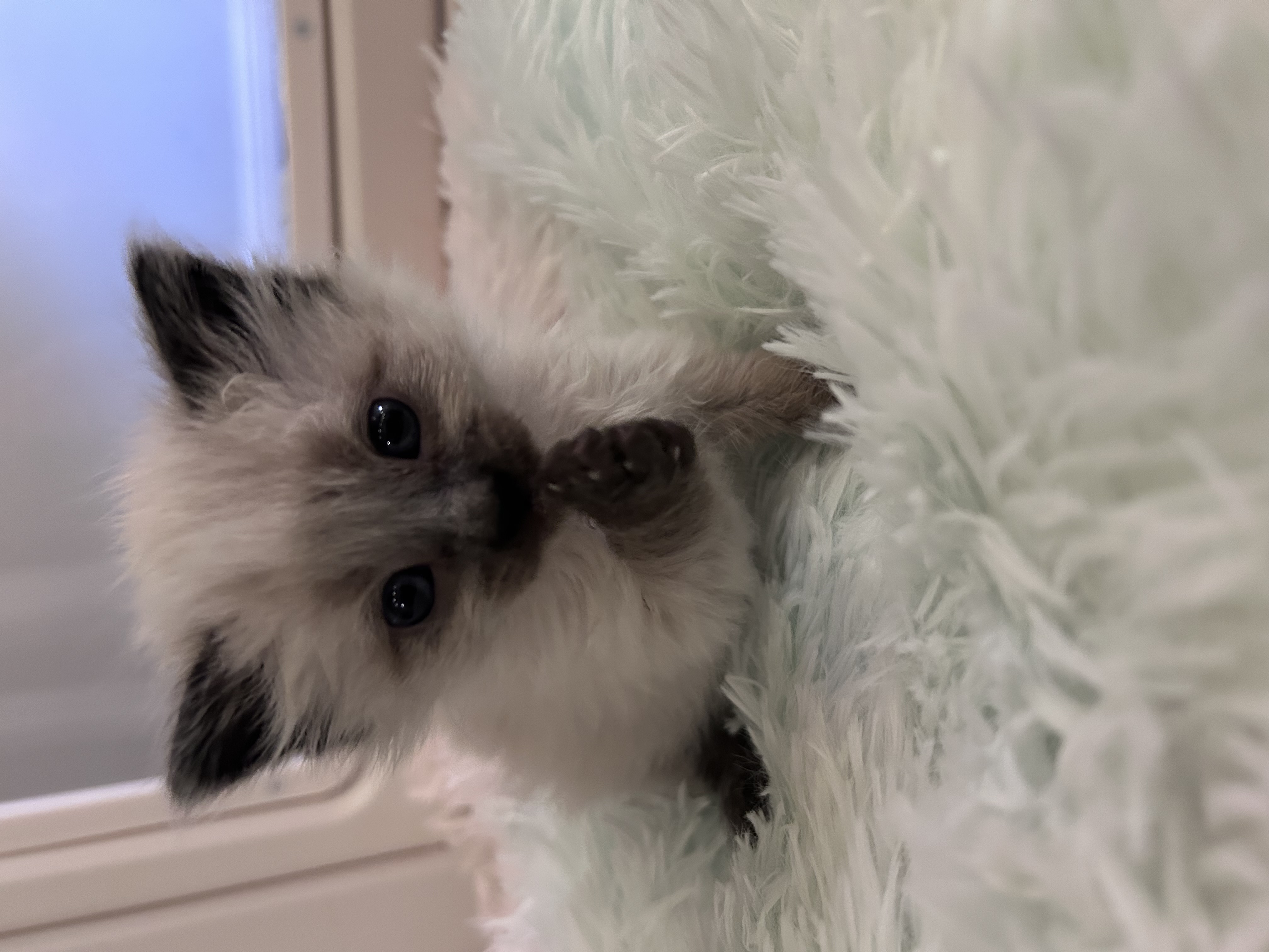 Picture of the Animal Listed