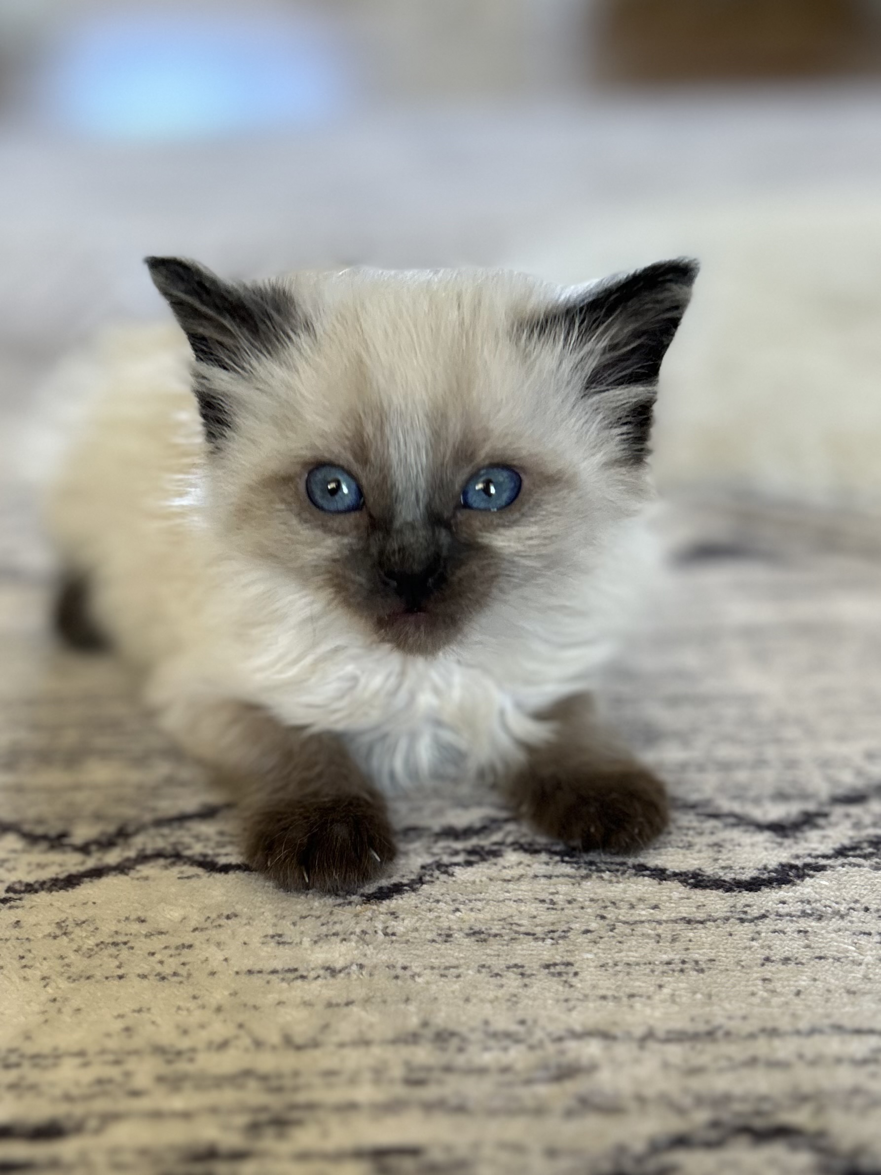 Picture of the Animal Listed