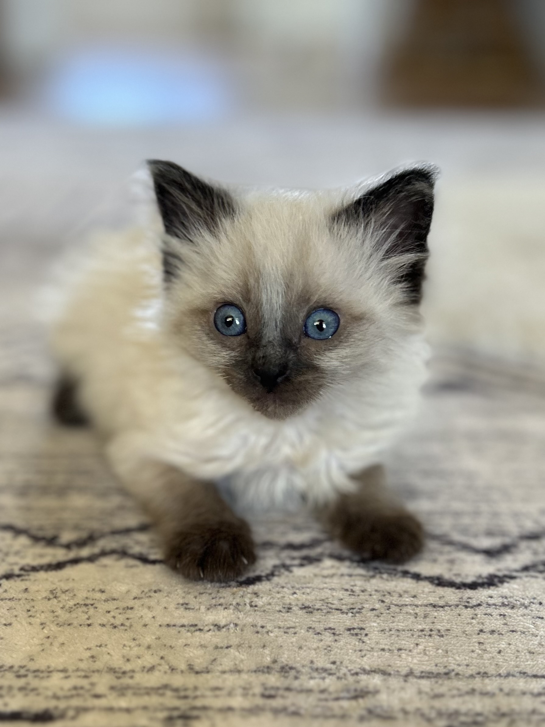 Picture of the Animal Listed