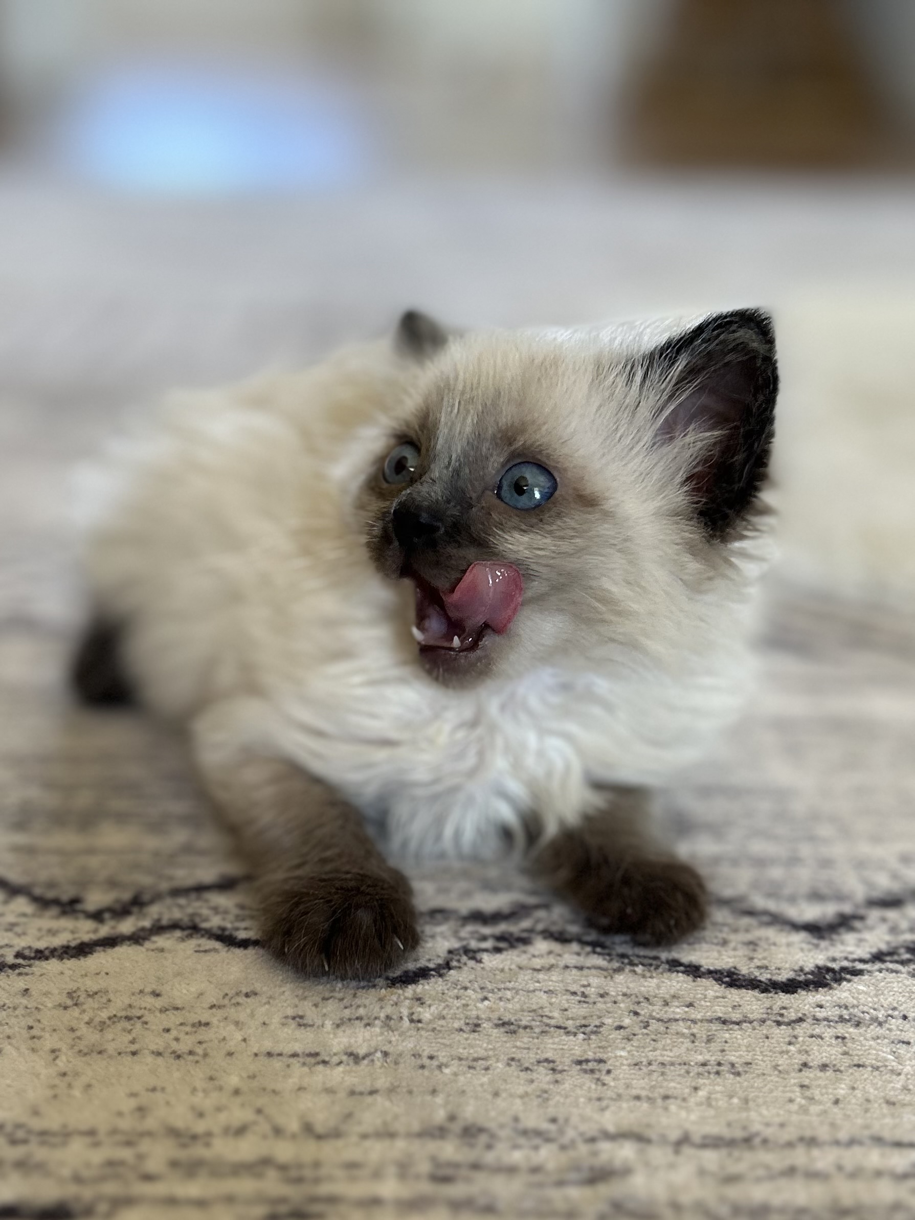 Picture of the Animal Listed