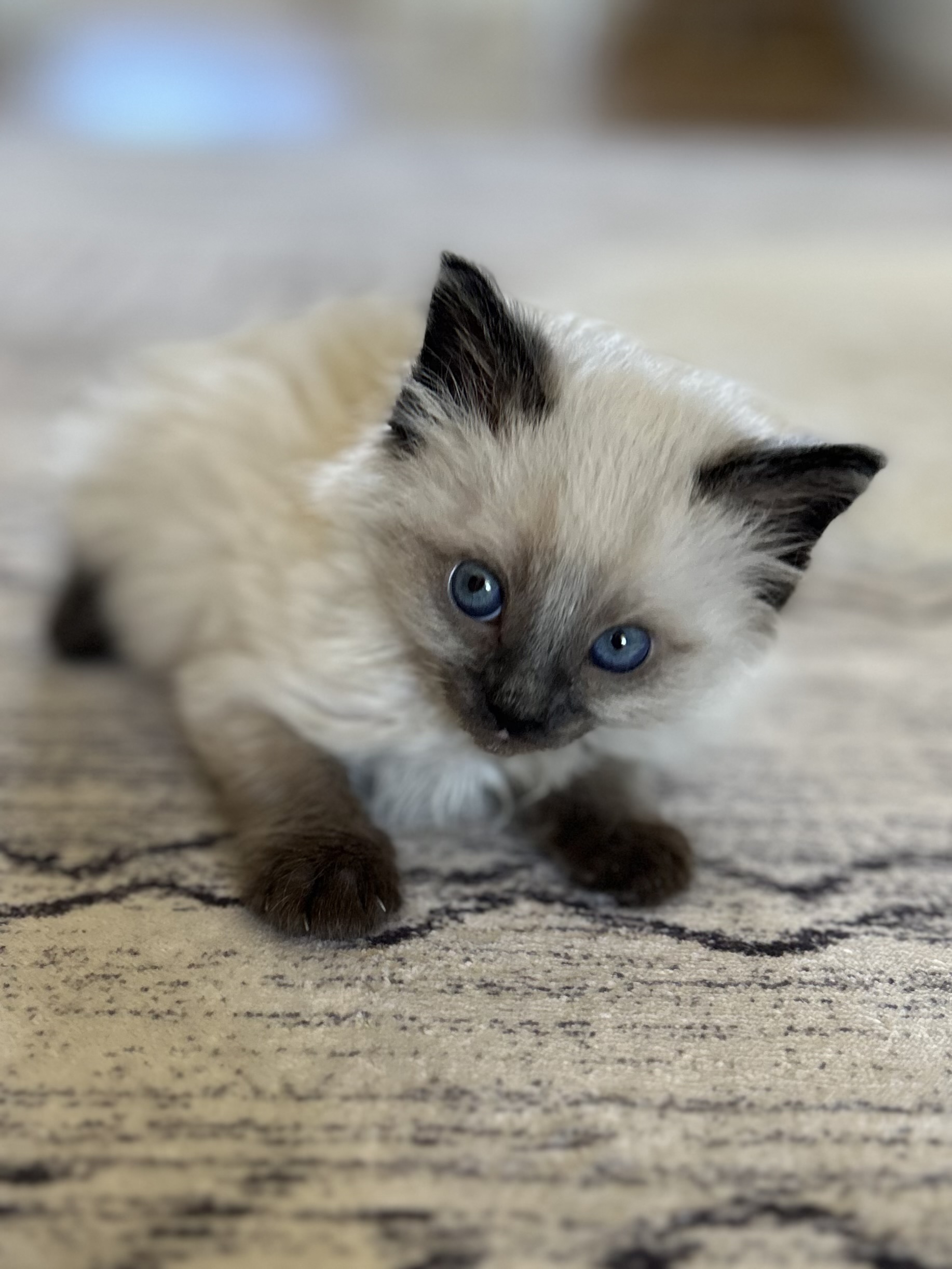 Picture of the Animal Listed
