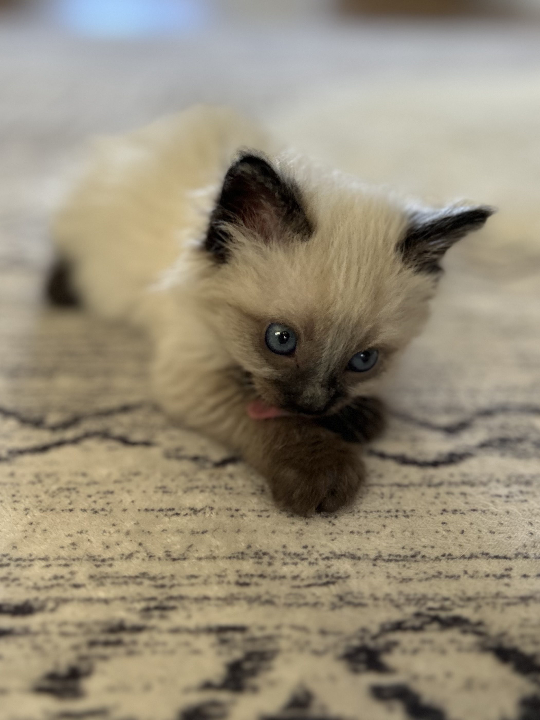 Picture of the Animal Listed