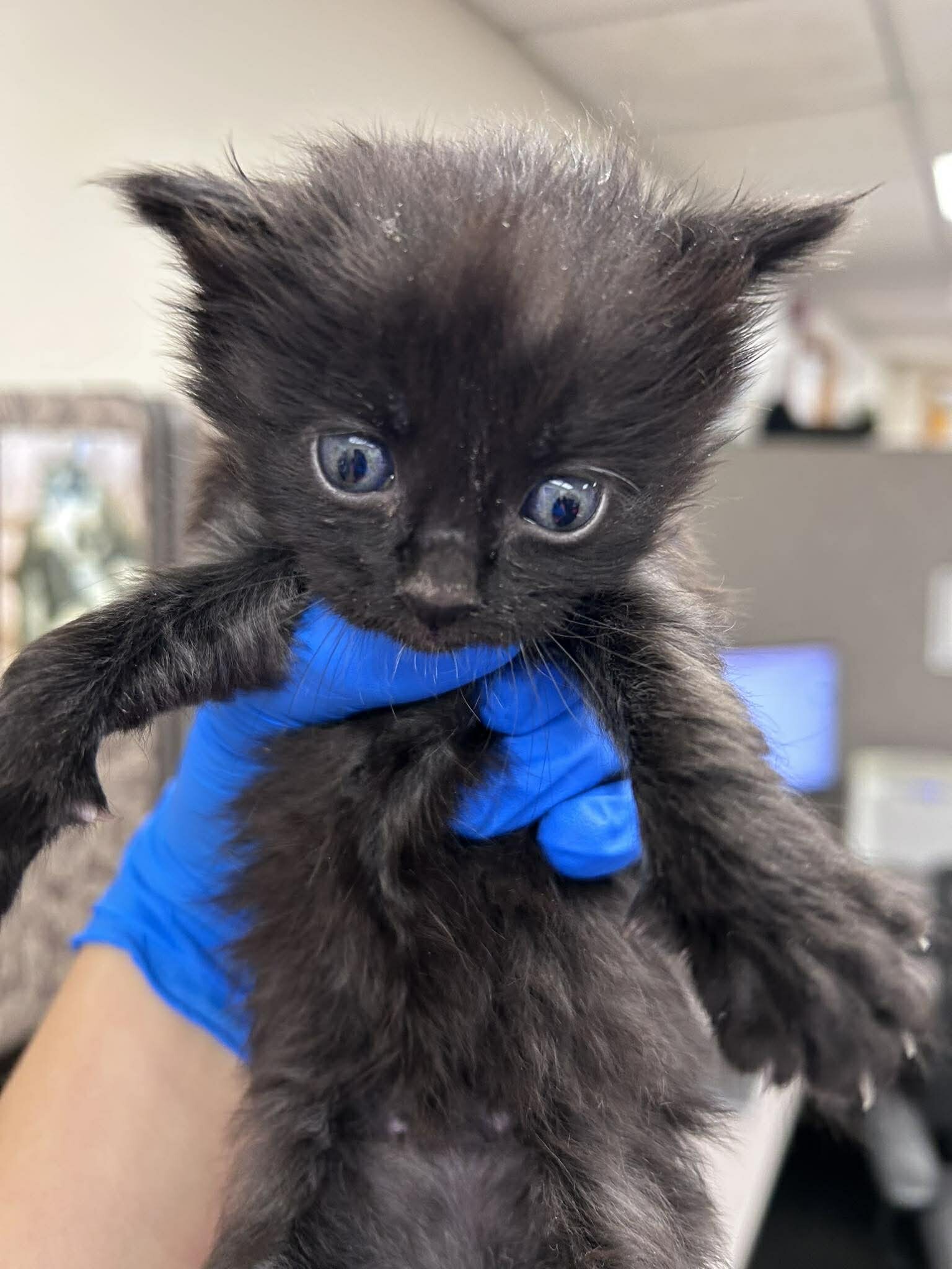 Picture of the Animal Listed