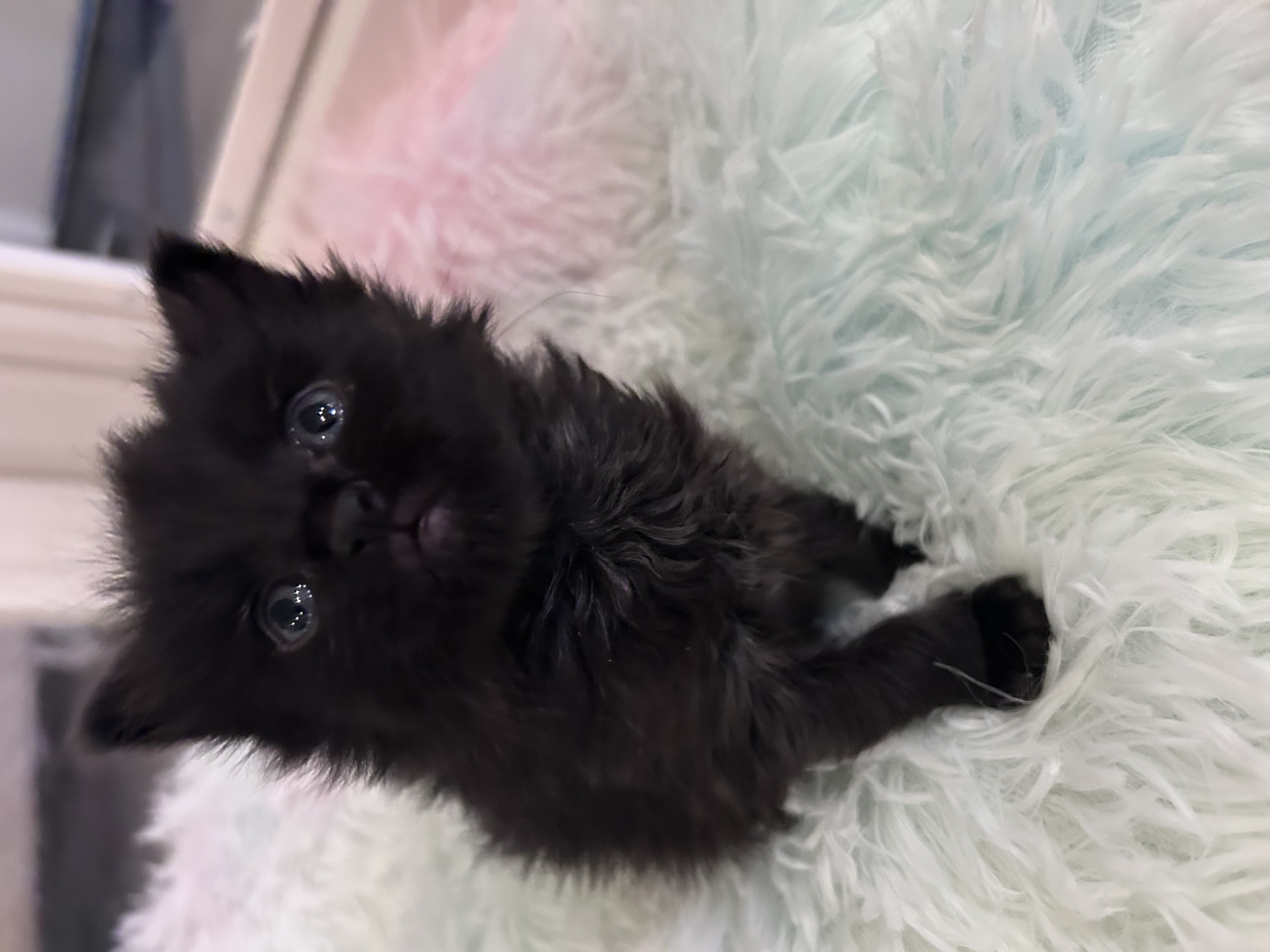 Picture of the Animal Listed