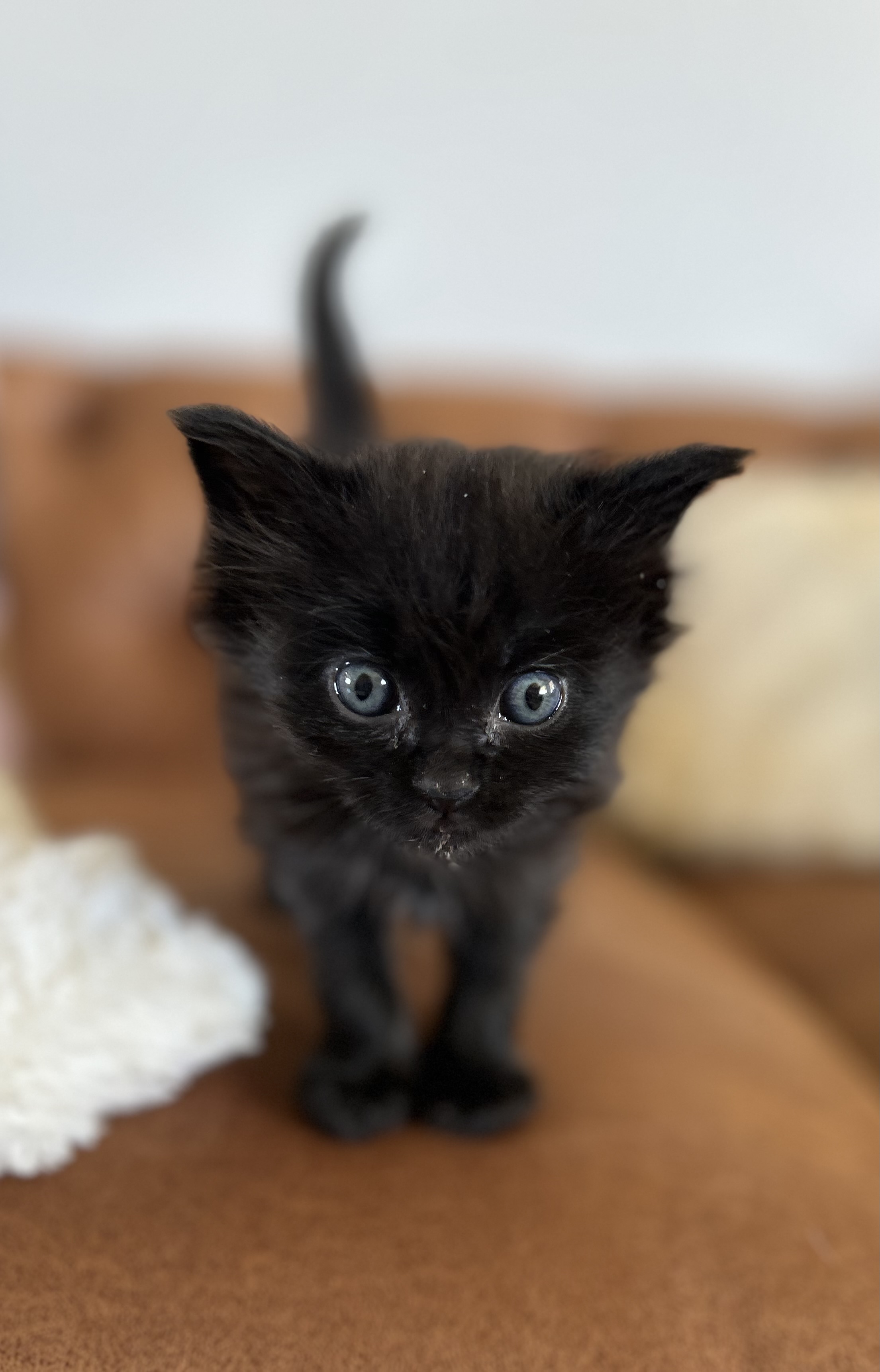 Picture of the Animal Listed