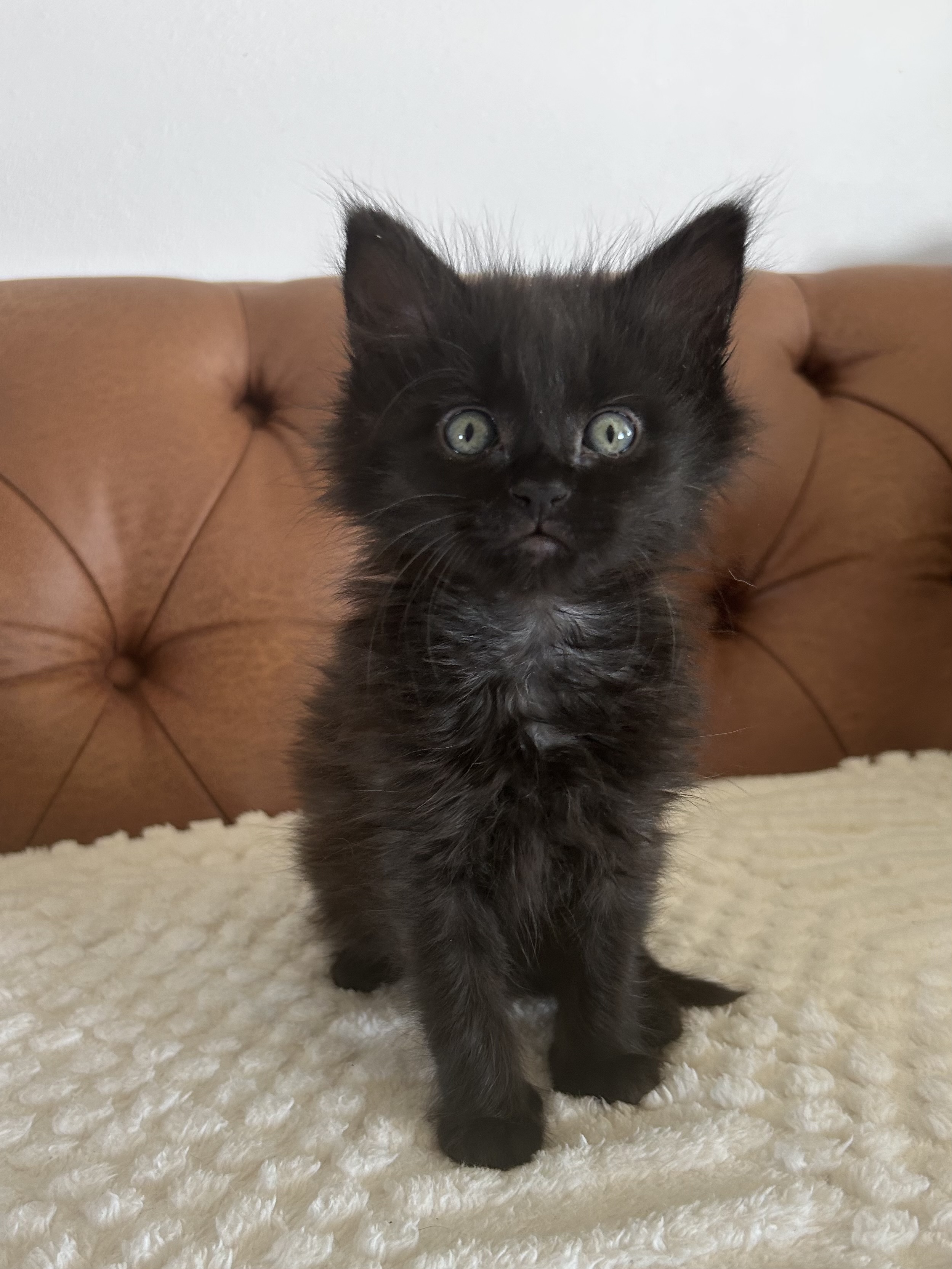 Picture of the Animal Listed