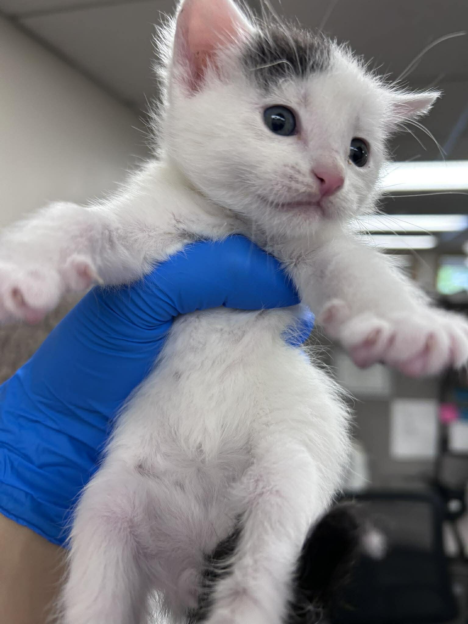 Picture of the Animal Listed