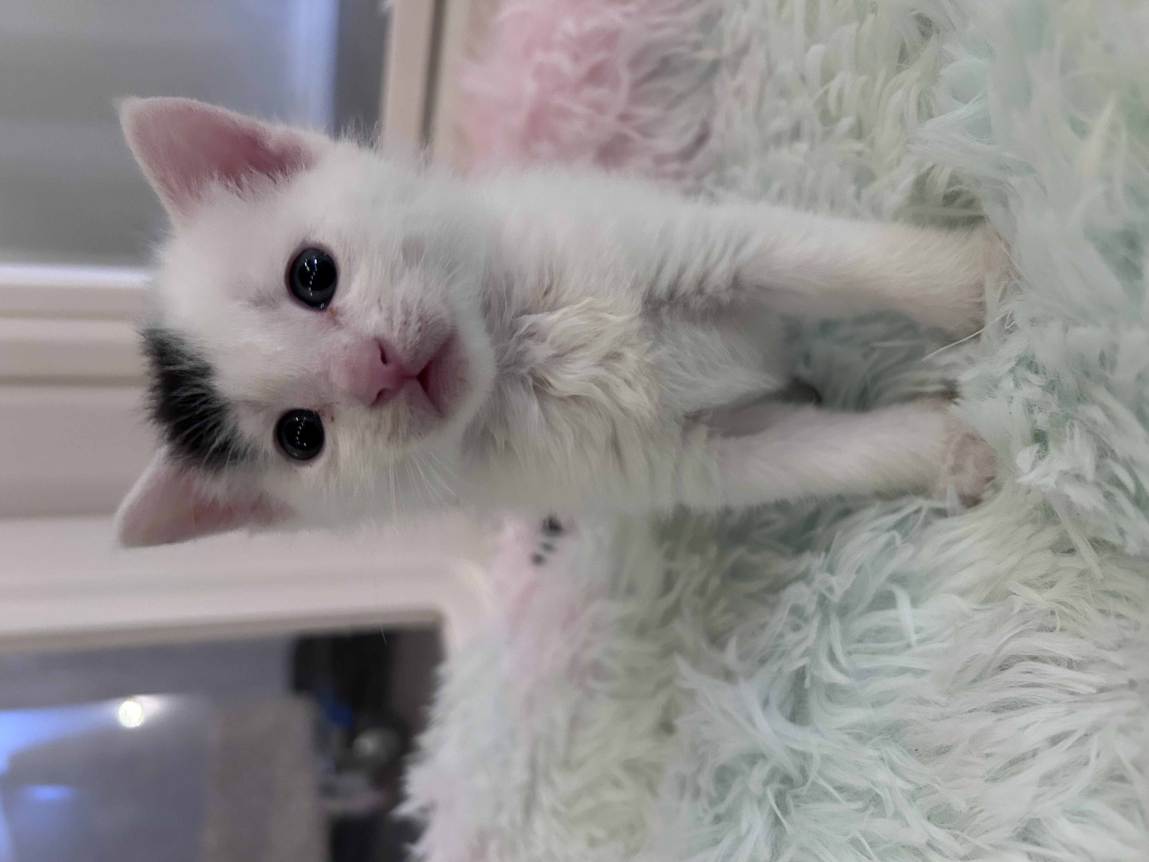 Picture of the Animal Listed