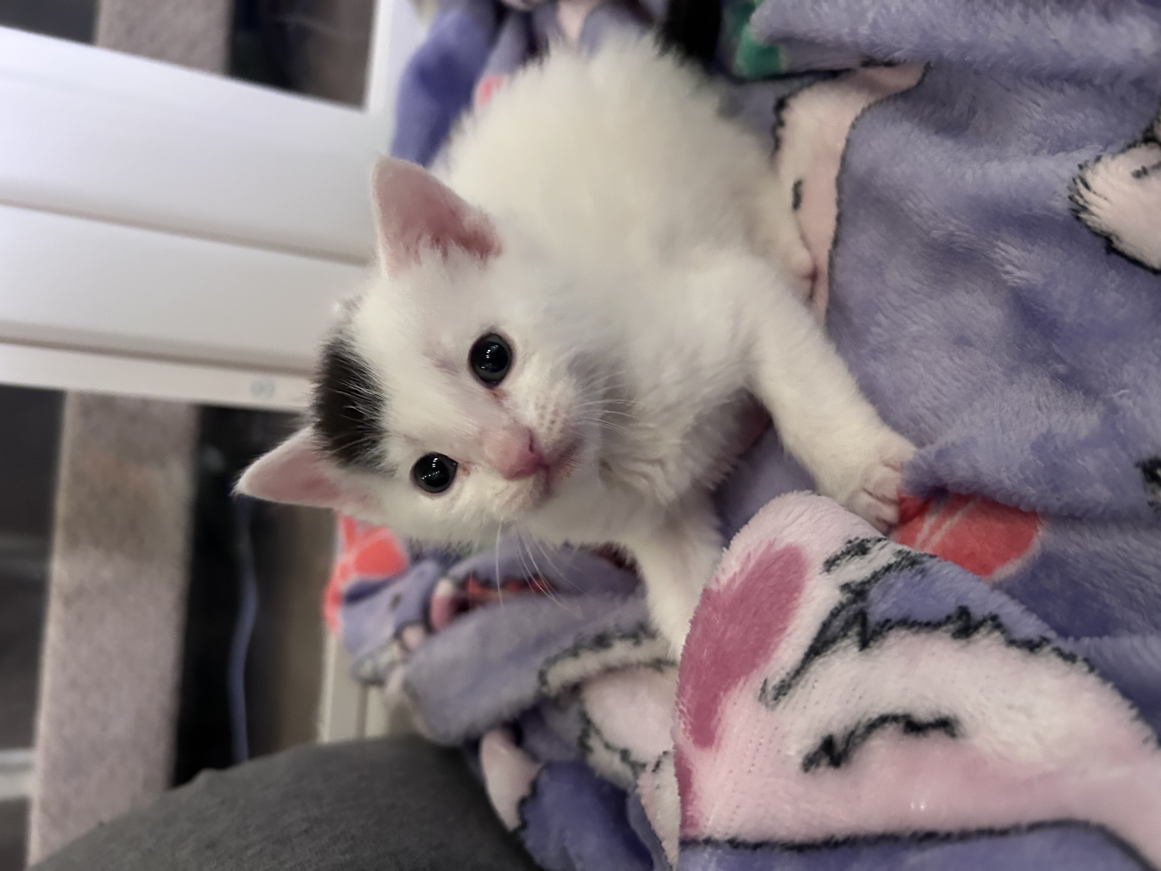 Picture of the Animal Listed