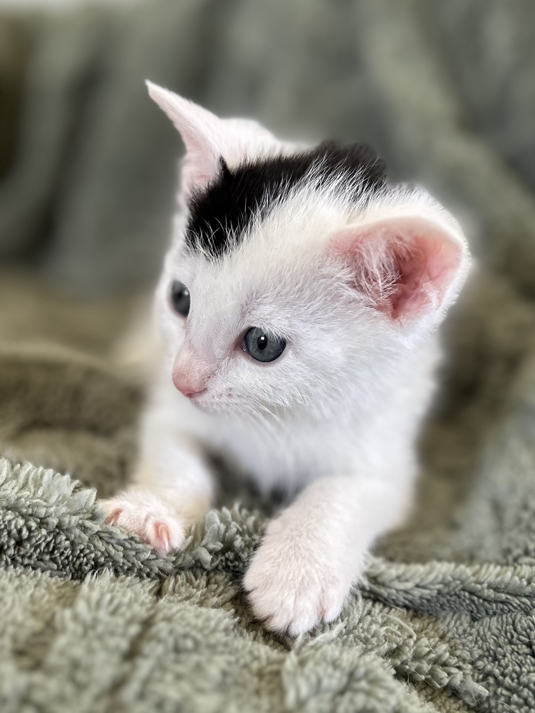 Picture of the Animal Listed