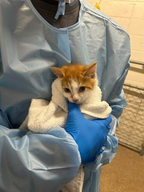 Picture of the Animal Listed