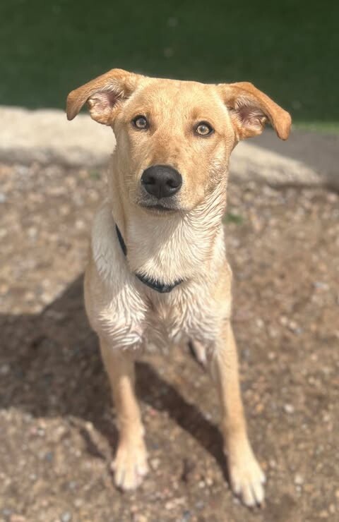 Picture of the Animal Listed