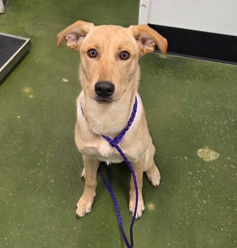 Picture of the Animal Listed