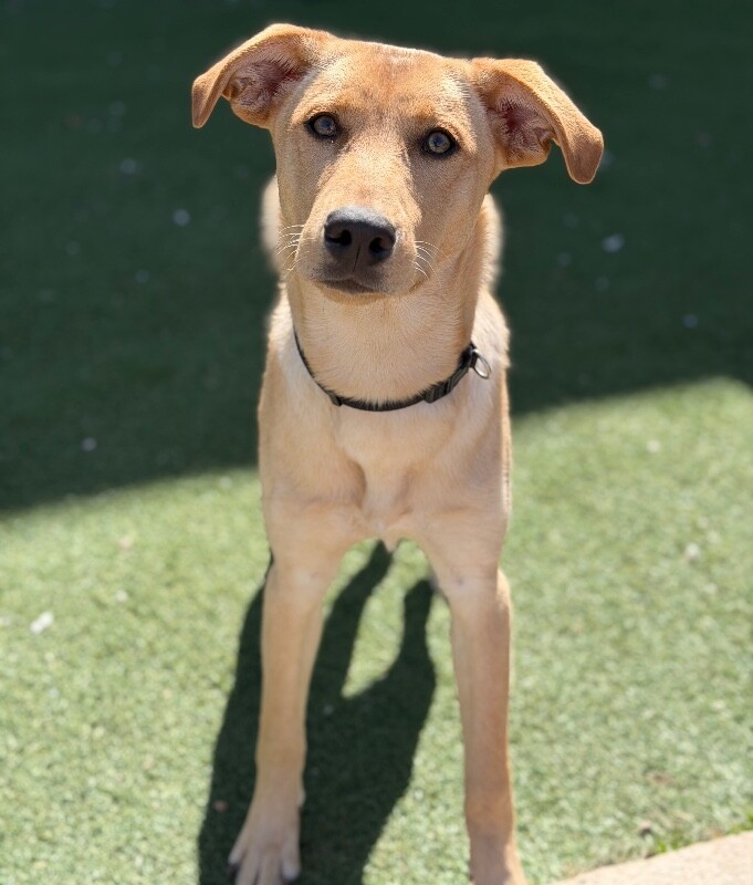 Picture of the Animal Listed