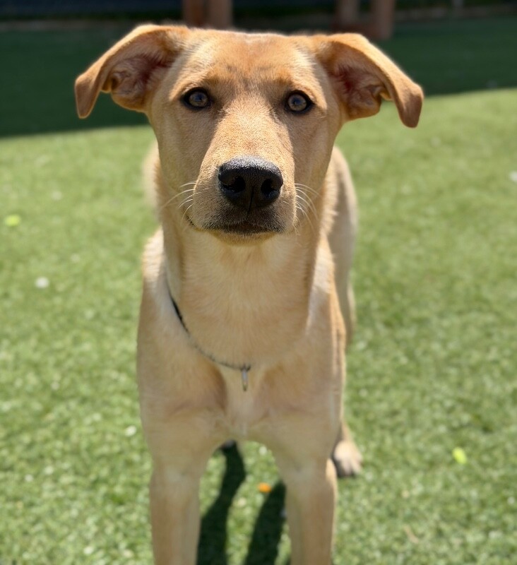 Picture of the Animal Listed