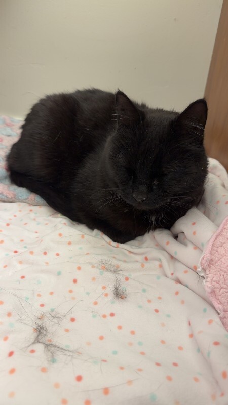 Picture of the Animal Listed