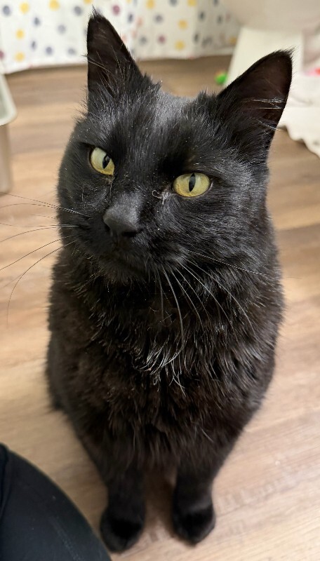 Picture of the Animal Listed