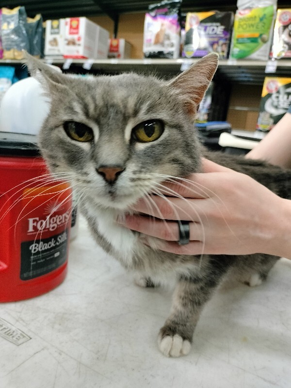 Picture of the Animal Listed