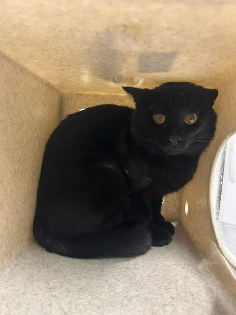 Picture of the Animal Listed