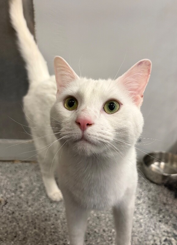 Picture of the Animal Listed