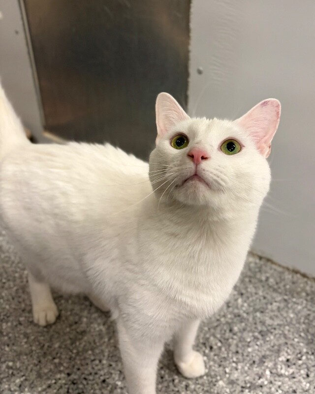 Picture of the Animal Listed