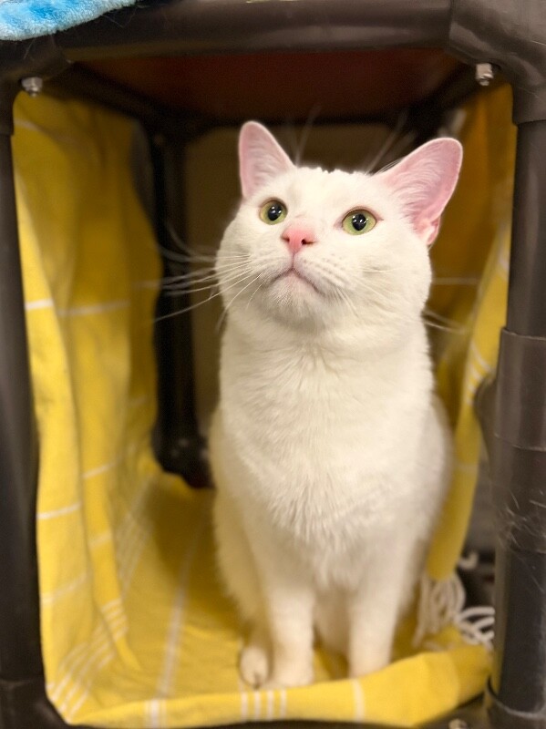 Picture of the Animal Listed