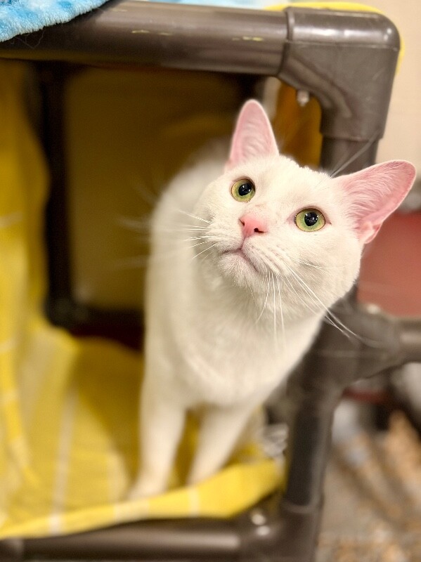 Picture of the Animal Listed