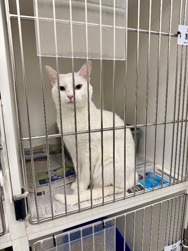 Picture of the Animal Listed