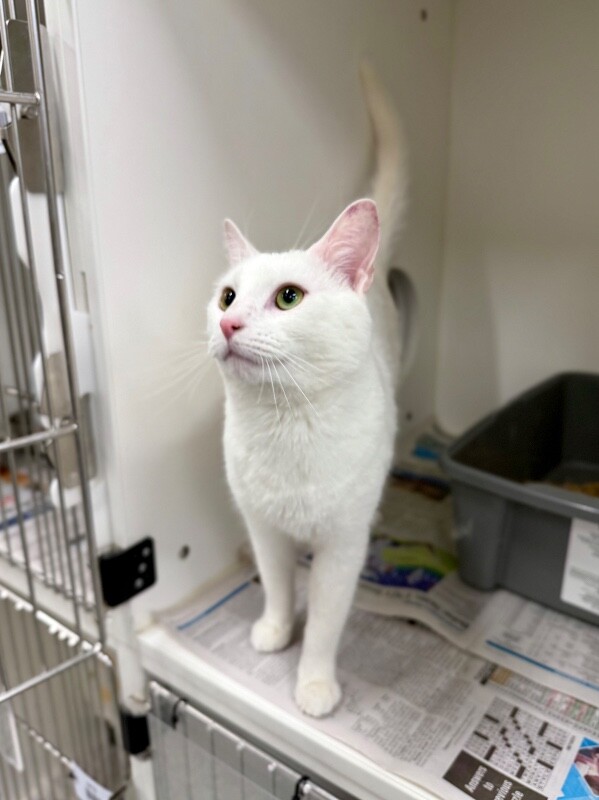 Picture of the Animal Listed