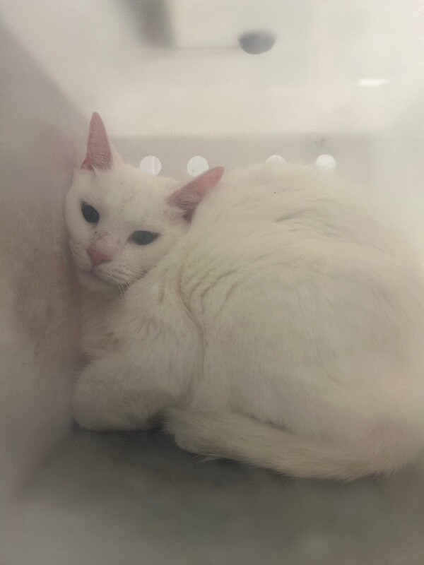 Picture of the Animal Listed