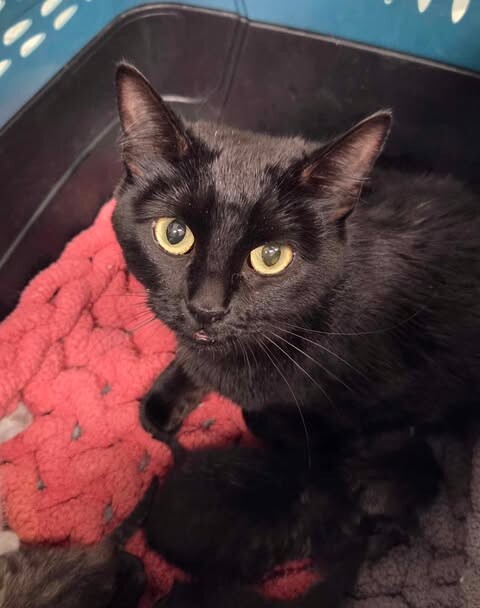 Picture of the Animal Listed