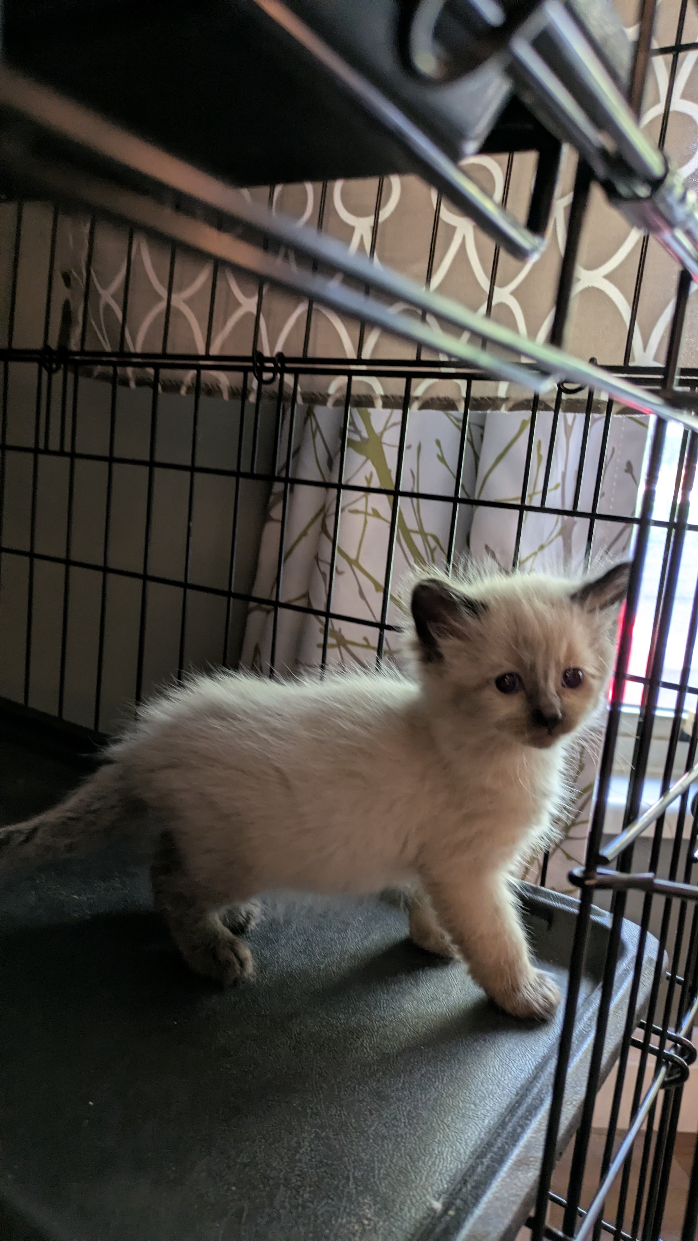 Picture of the Animal Listed