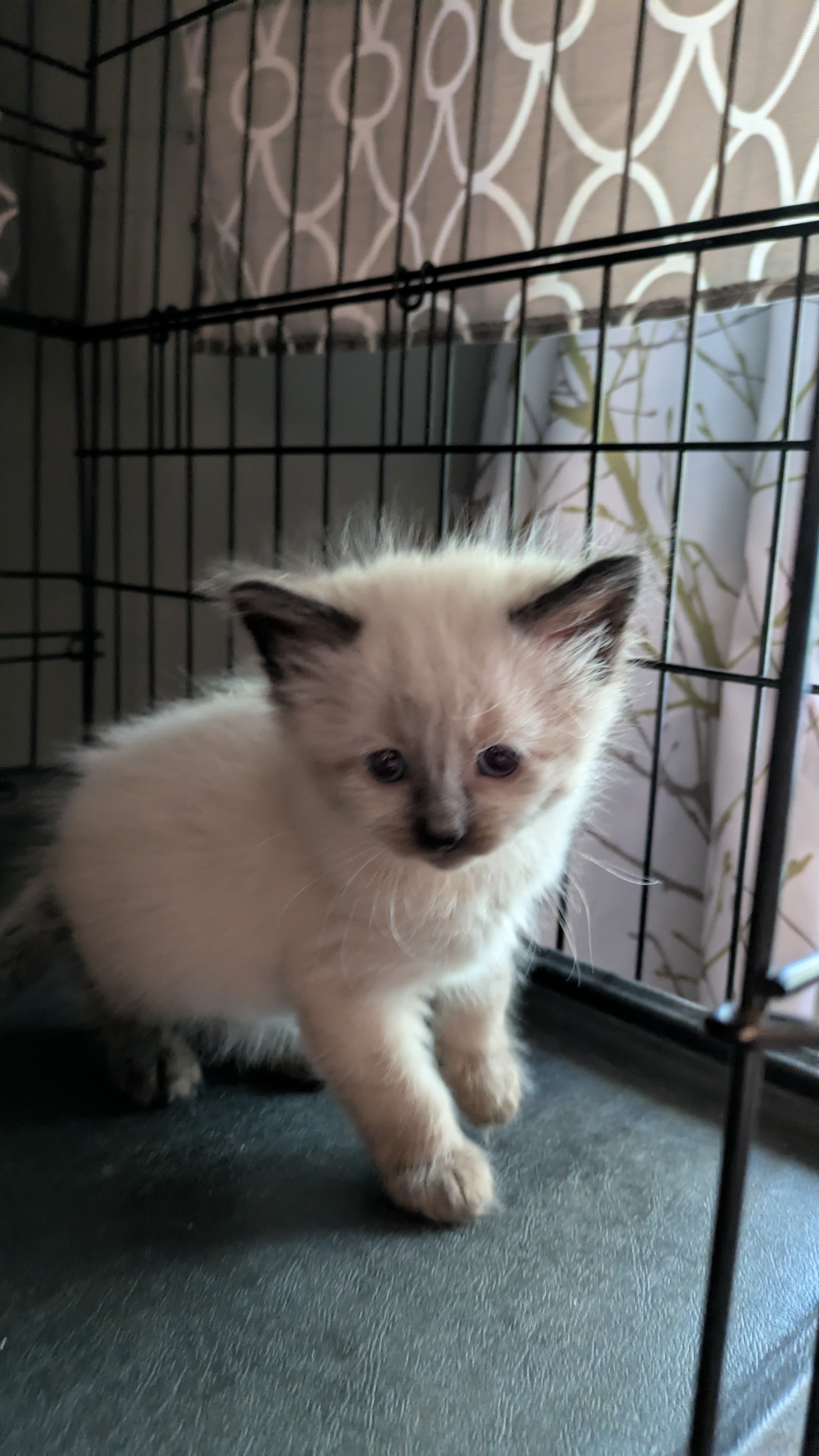 Picture of the Animal Listed