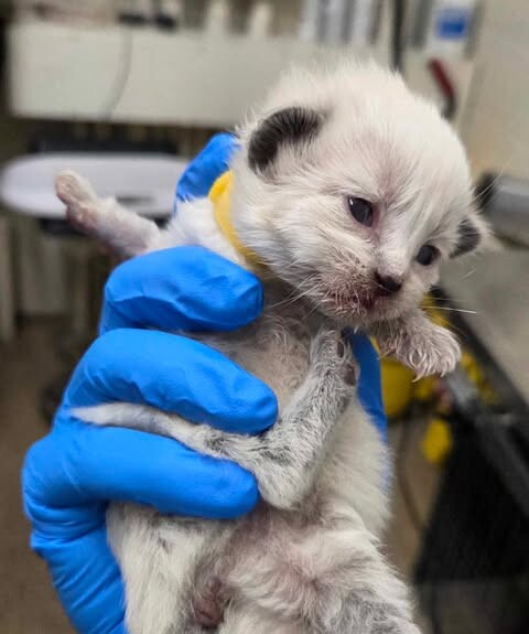 Picture of the Animal Listed