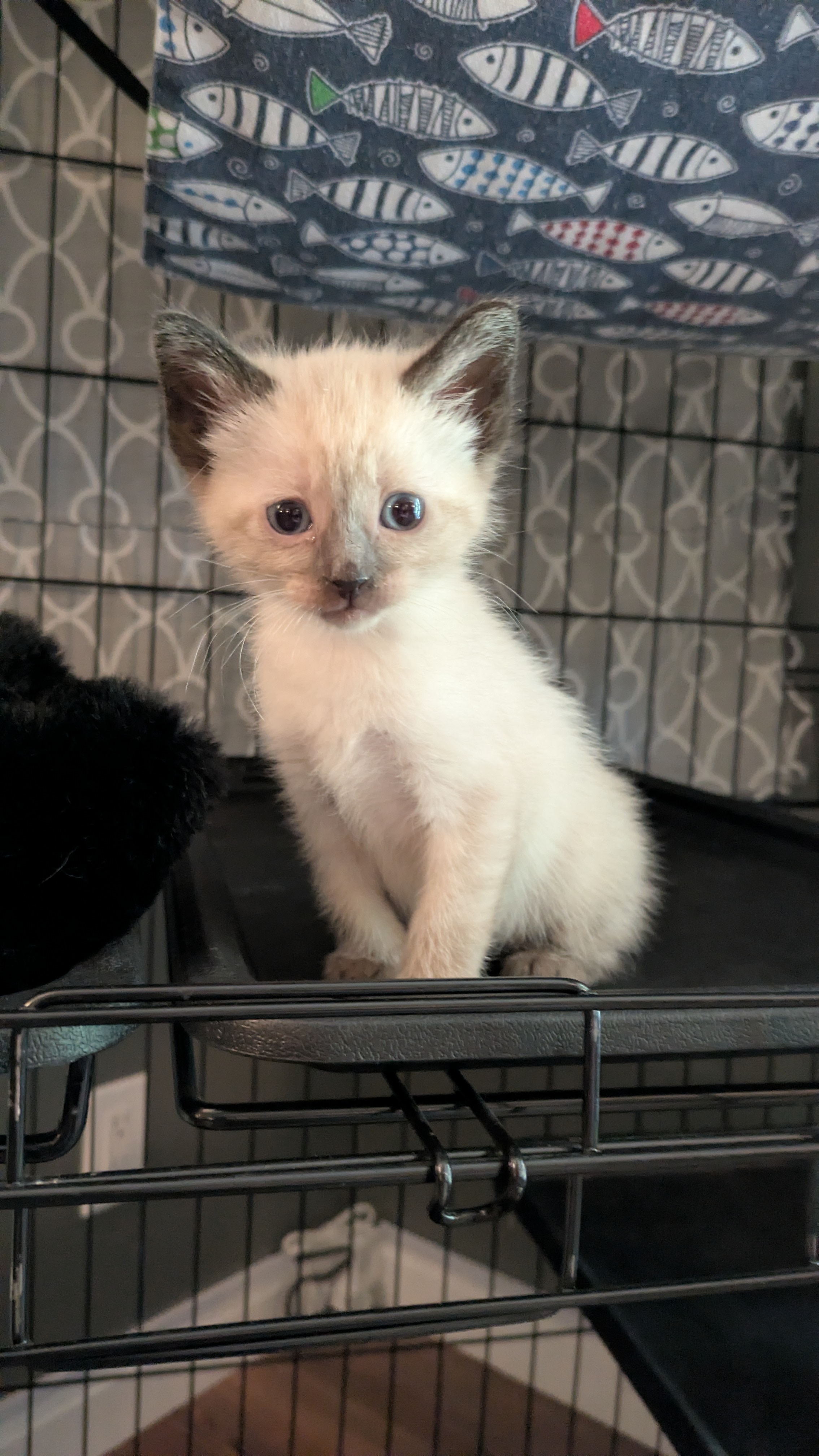 Picture of the Animal Listed