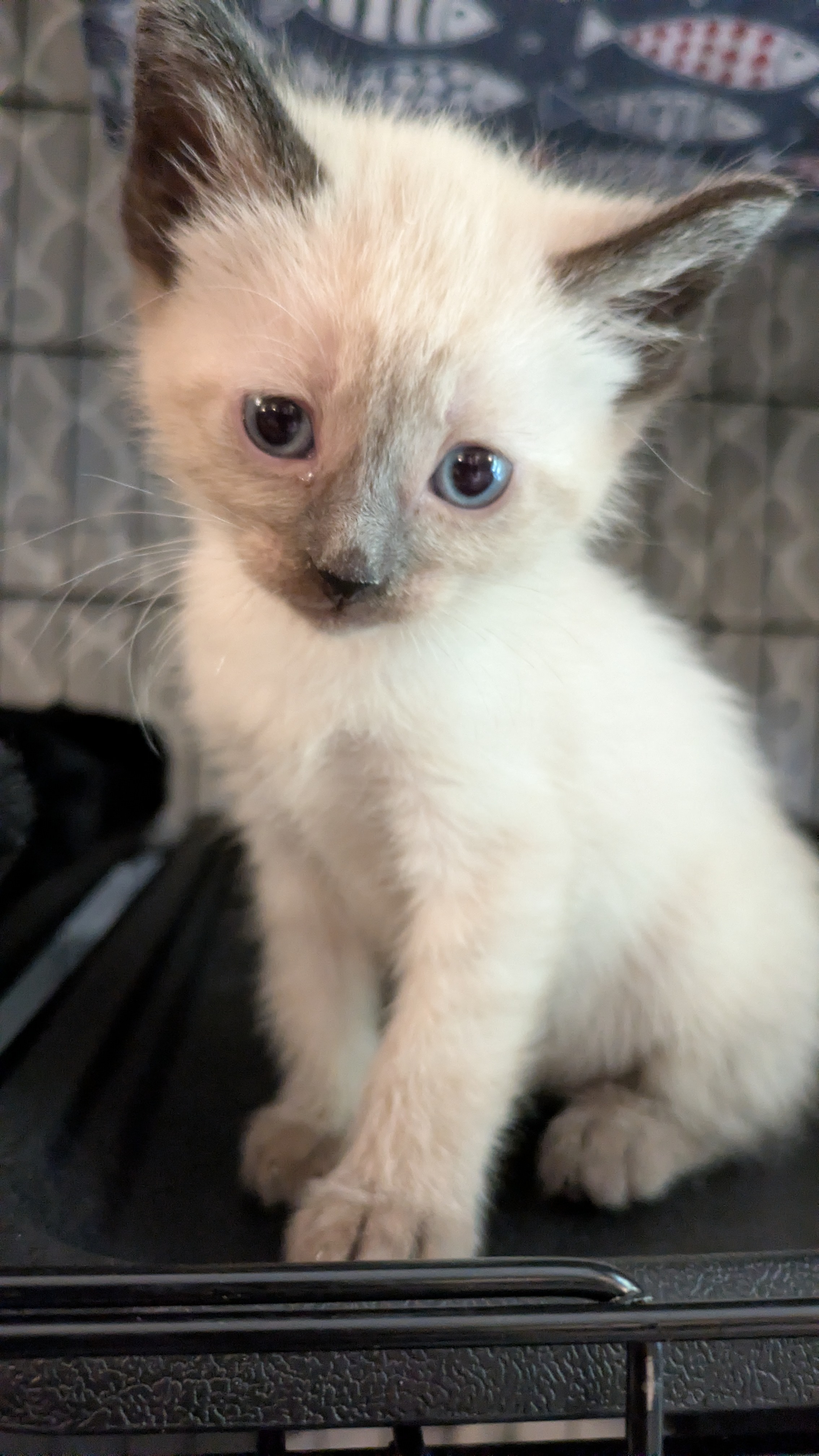 Picture of the Animal Listed