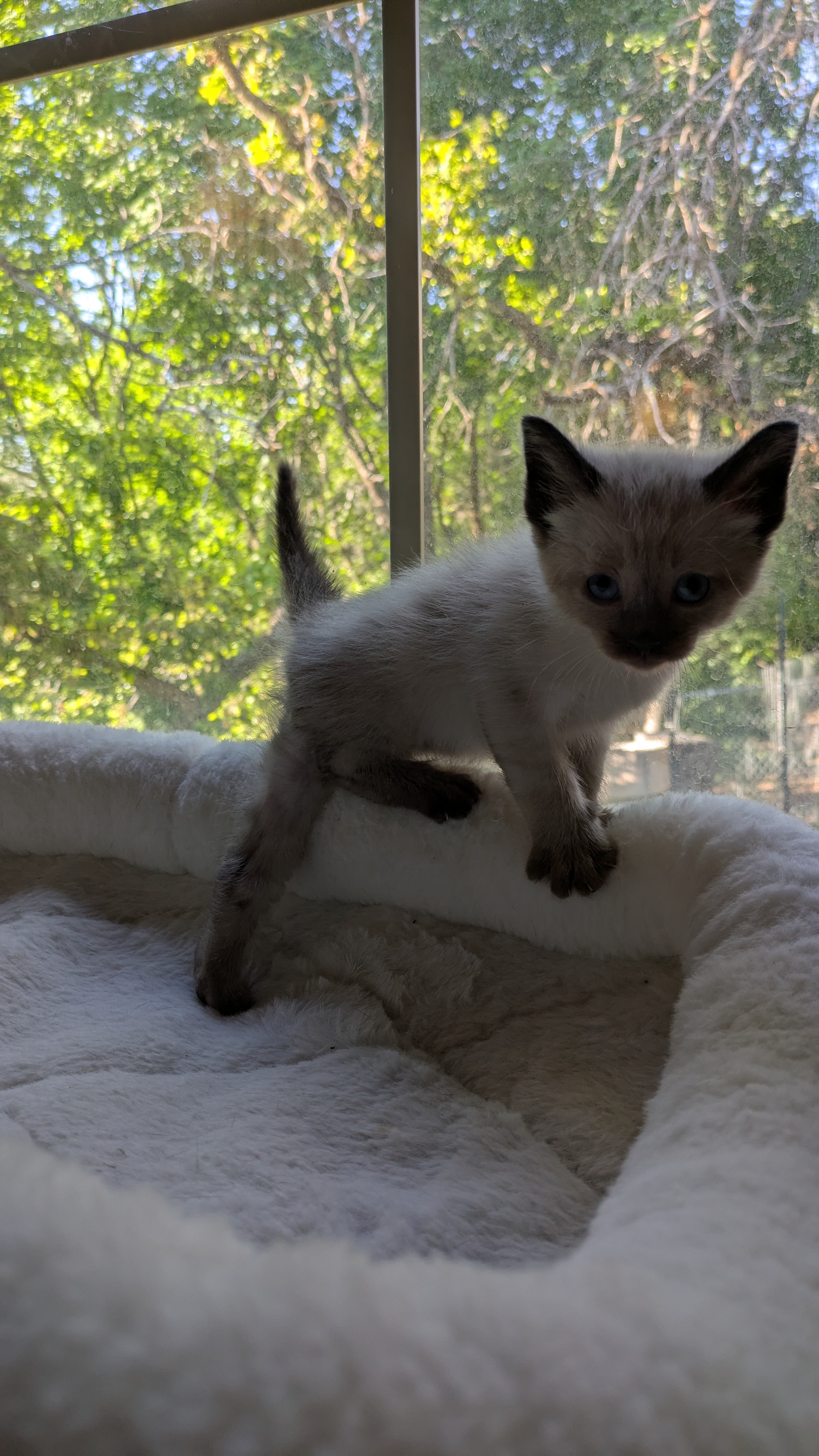 Picture of the Animal Listed