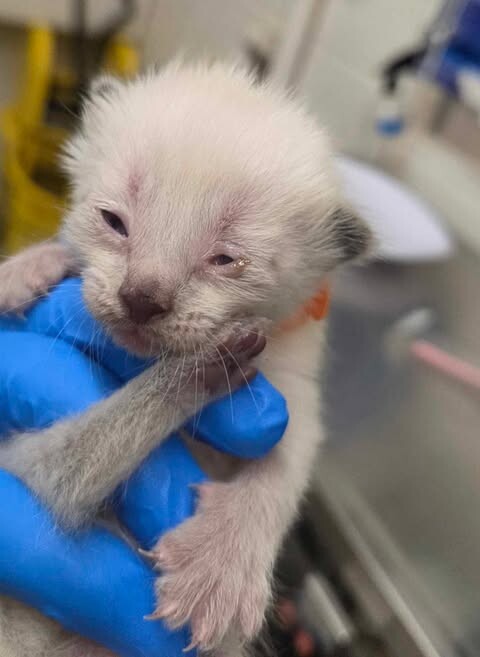 Picture of the Animal Listed