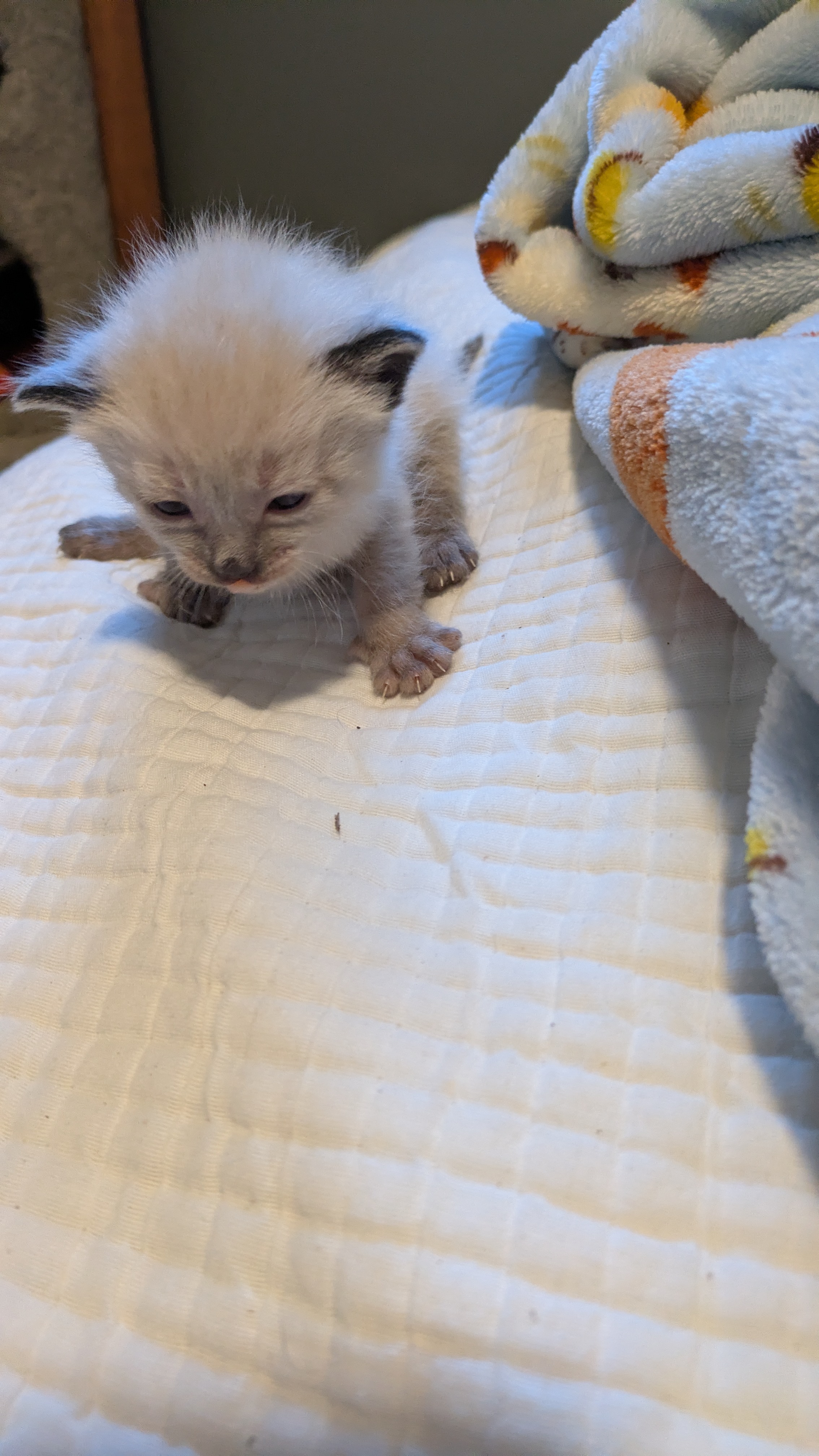 Picture of the Animal Listed