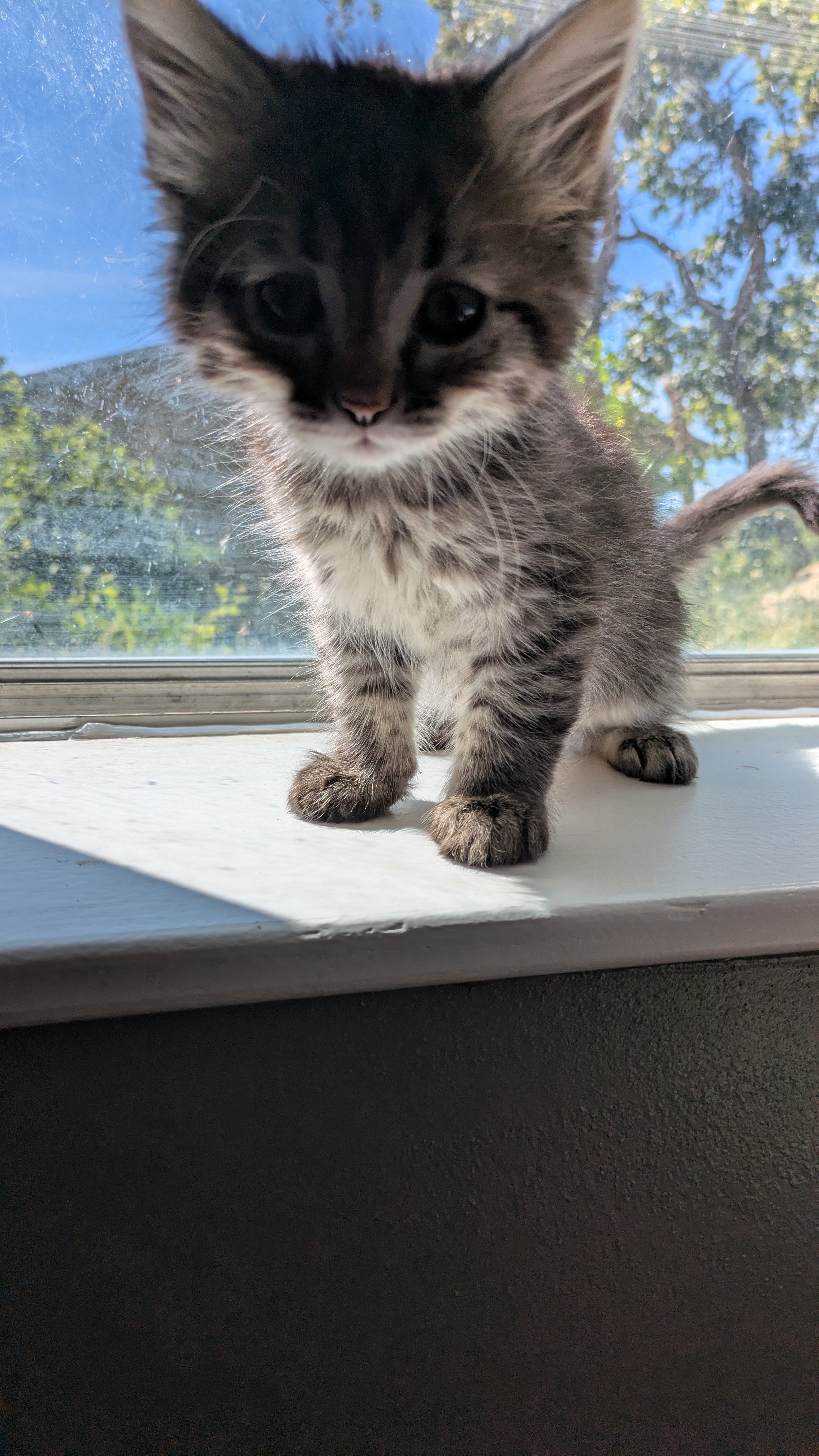 Picture of the Animal Listed