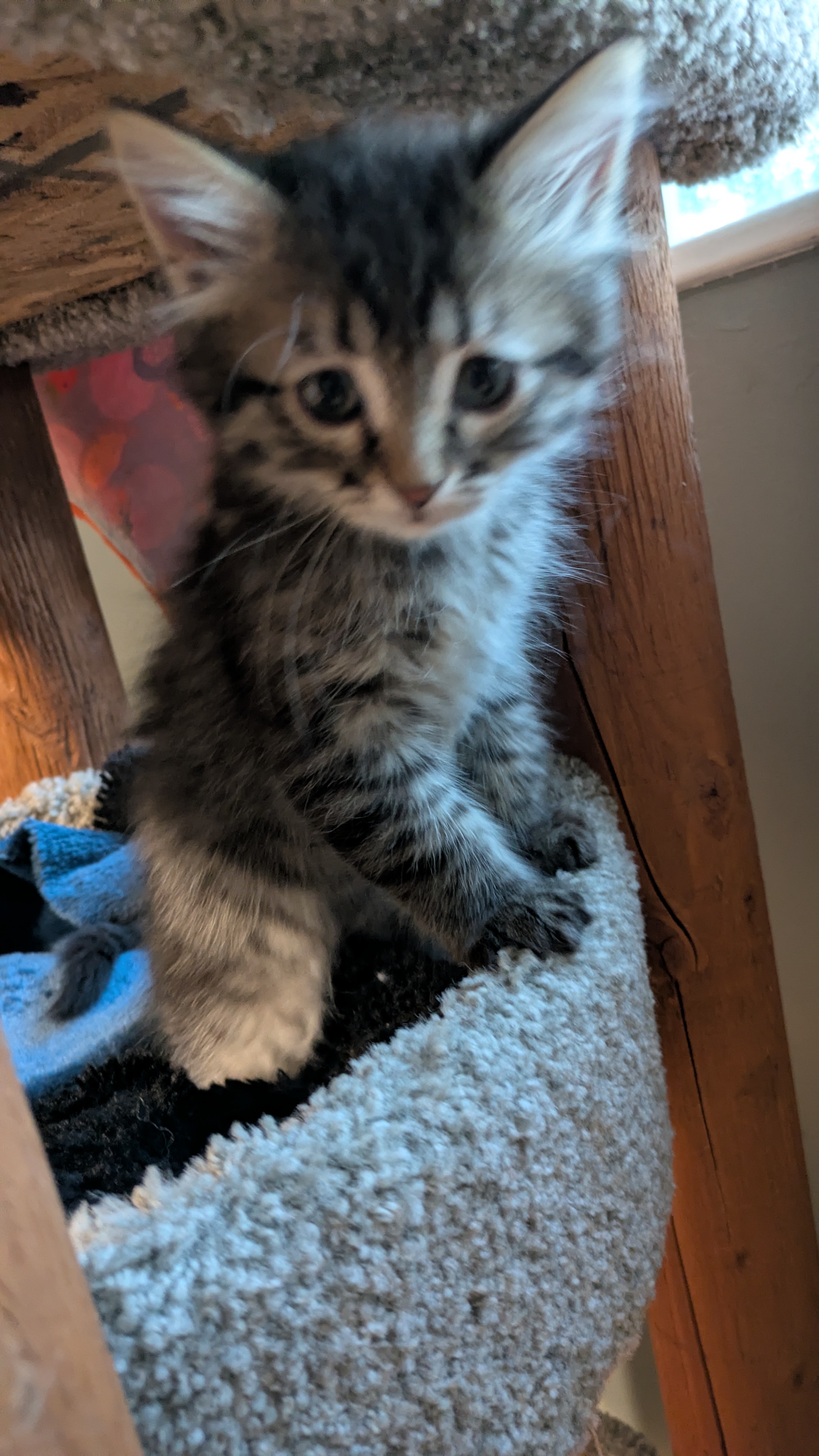 Picture of the Animal Listed