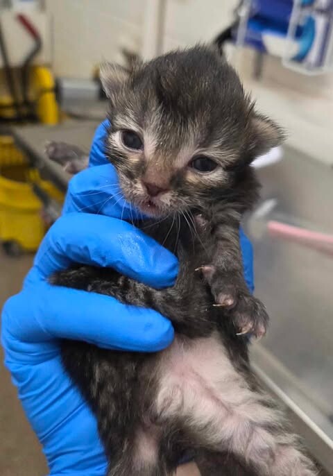 Picture of the Animal Listed