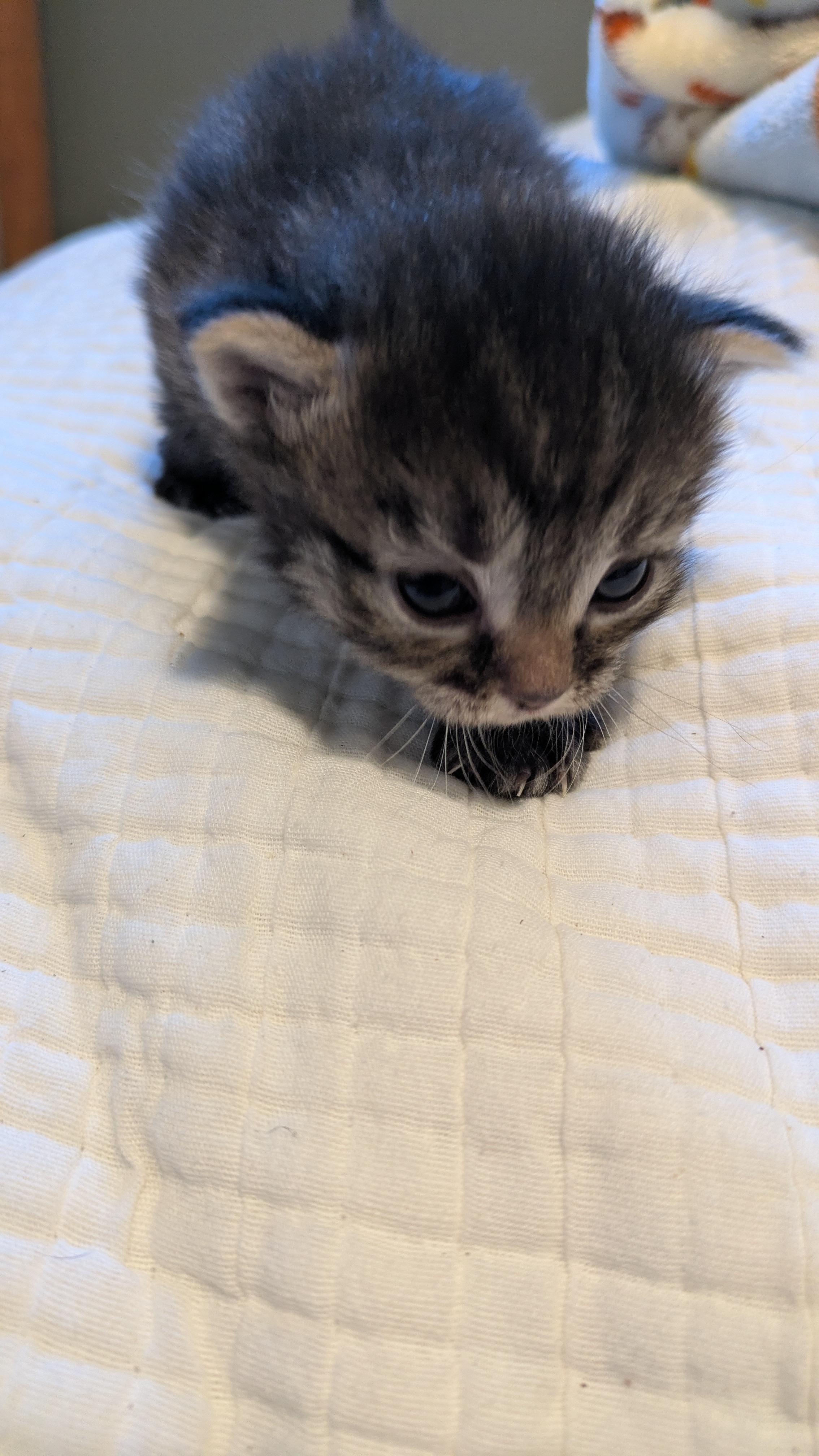 Picture of the Animal Listed