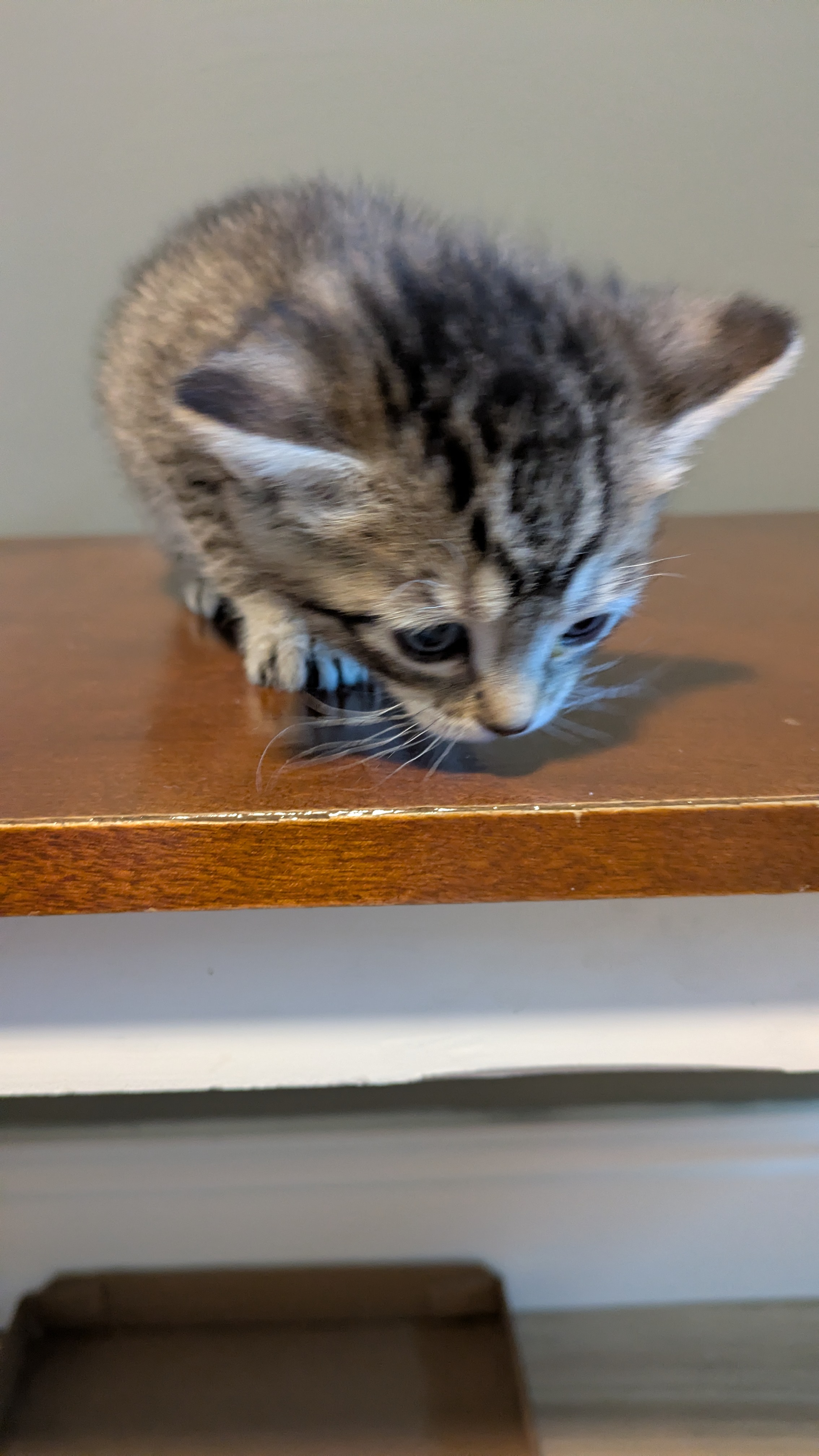 Picture of the Animal Listed