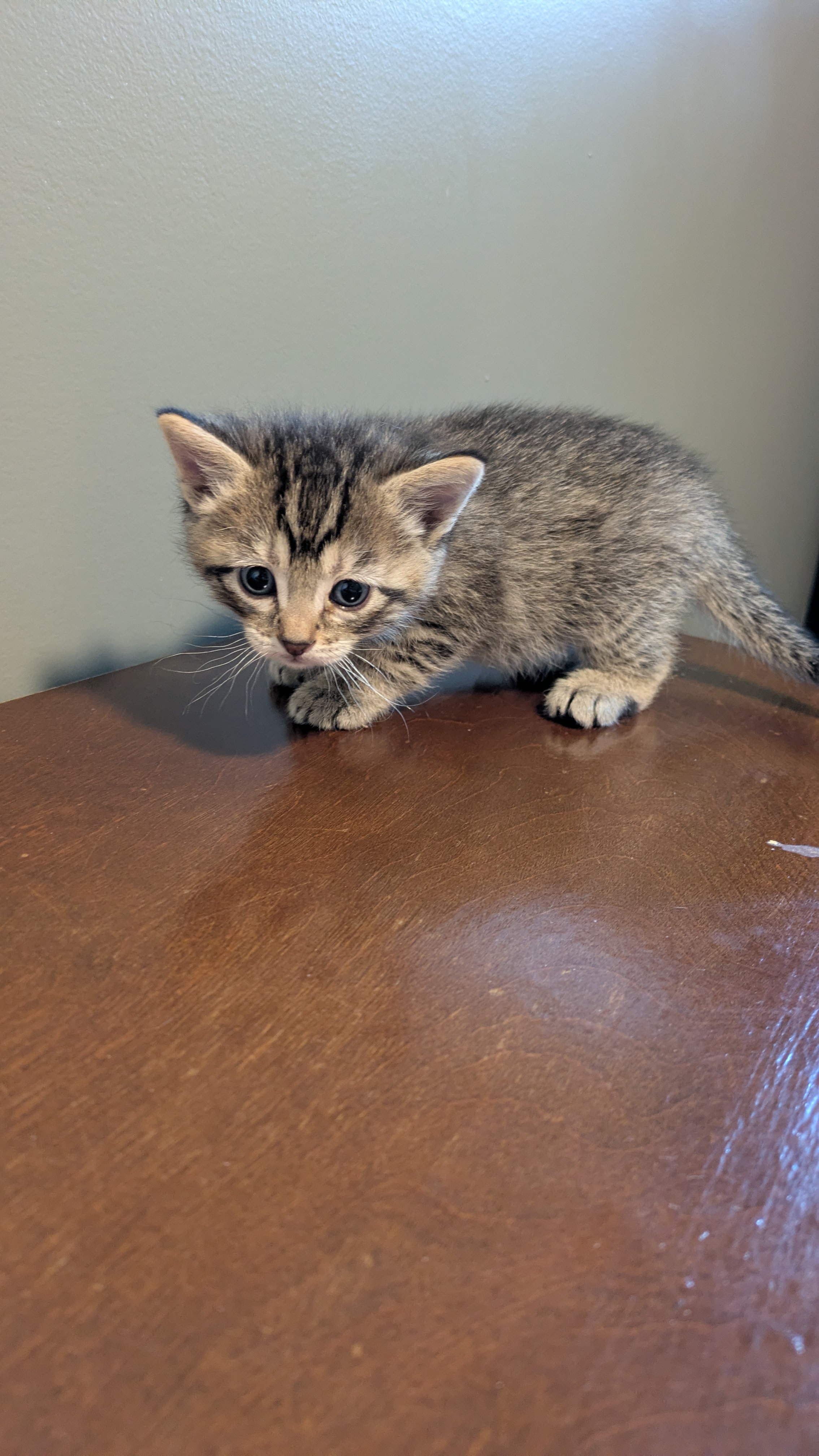 Picture of the Animal Listed