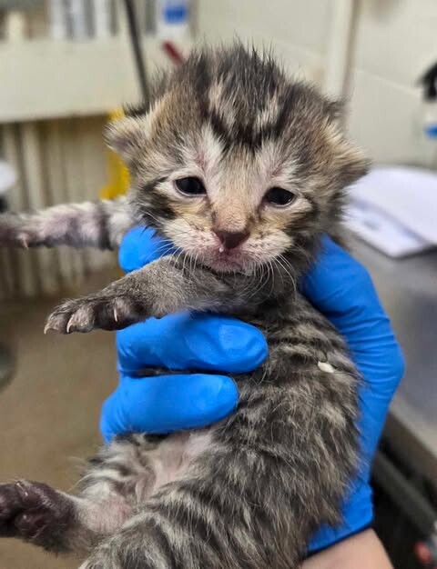 Picture of the Animal Listed